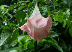 Brugmansia suaveolens