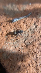 Frieseomelitta nigra