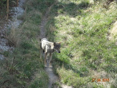 Canis lupus occidentalis