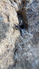 Frieseomelitta nigra