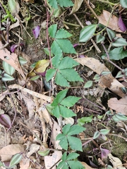 Tetrastigma obtectum