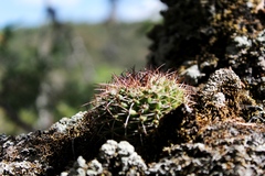 Mammillaria karwinskiana