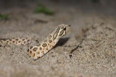 Heterodon nasicus