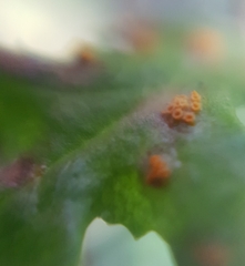 Puccinia lagenophorae
