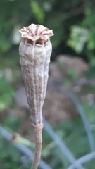 Papaver atlanticum
