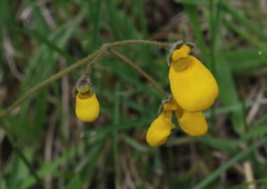 Calceolaria biflora