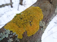 Xanthorioideae