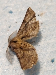 Apochima flabellaria