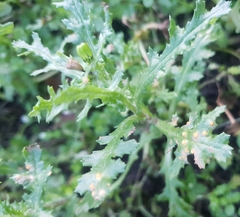 Puccinia lagenophorae