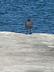 Leucophaeus fuliginosus