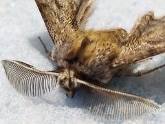 Apochima flabellaria