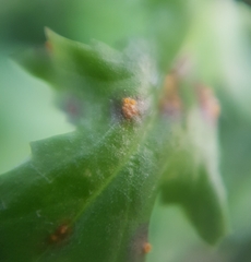 Puccinia lagenophorae
