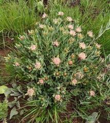 Protea heckmanniana subsp. heckmanniana image