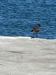 Leucophaeus fuliginosus