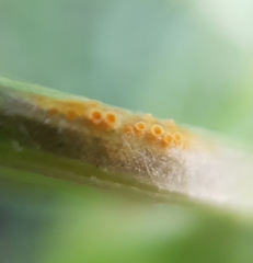 Puccinia lagenophorae