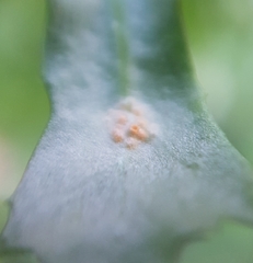 Puccinia lagenophorae