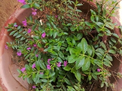 Cuphea carthagenensis