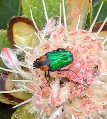 Leucocelis