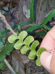 Adiantum flabellulatum