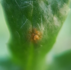 Puccinia lagenophorae