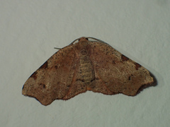 Achrosis