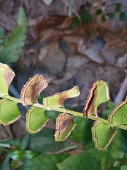 Adiantum flabellulatum