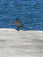 Leucophaeus fuliginosus