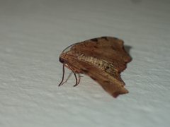 Achrosis