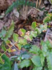 Adiantum flabellulatum
