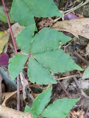 Tetrastigma obtectum