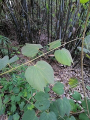 Phanera apertilobata