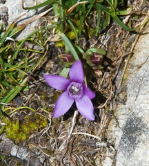 Gentianella