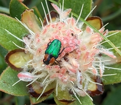 Leucocelis