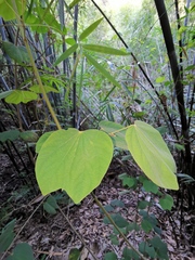 Phanera apertilobata