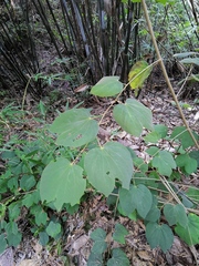 Phanera apertilobata