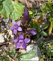 Gentianella