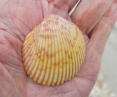 Dallocardia muricata
