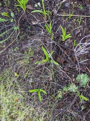 Toxicoscordion fremontii