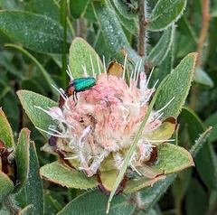 Leucocelis