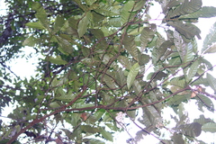 Castanopsis fissa