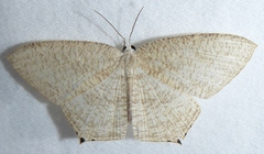 Acropteris ciniferaria