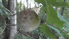 Callirhytis seminator