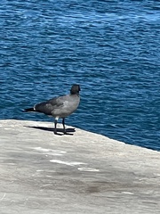 Leucophaeus fuliginosus