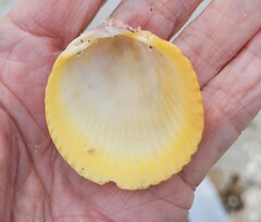 Dallocardia muricata