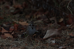 Melospiza melodia