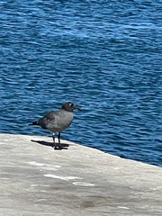 Leucophaeus fuliginosus