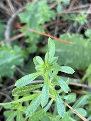Galium aparine