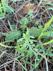 Galium aparine