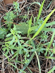 Galium aparine