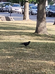 Corvus brachyrhynchos